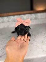 Chardonnay, a female Miniature Schnauzer for sale in Gainesville, FL – Photo 4 of 4