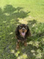 AKC Nash, a male Cavalier King Charles Spaniel for sale in Gainesville, FL – Photo 1 of 4