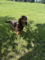 AKC Nash, a male Cavalier King Charles Spaniel for sale in Gainesville, FL – Photo 4 of 4