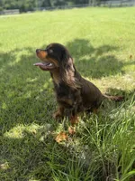 AKC Nash, a male Cavalier King Charles Spaniel for sale in Gainesville, FL – Photo 3 of 4