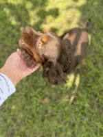AKC Nash, a male Cavalier King Charles Spaniel for sale in Gainesville, FL – Photo 2 of 4