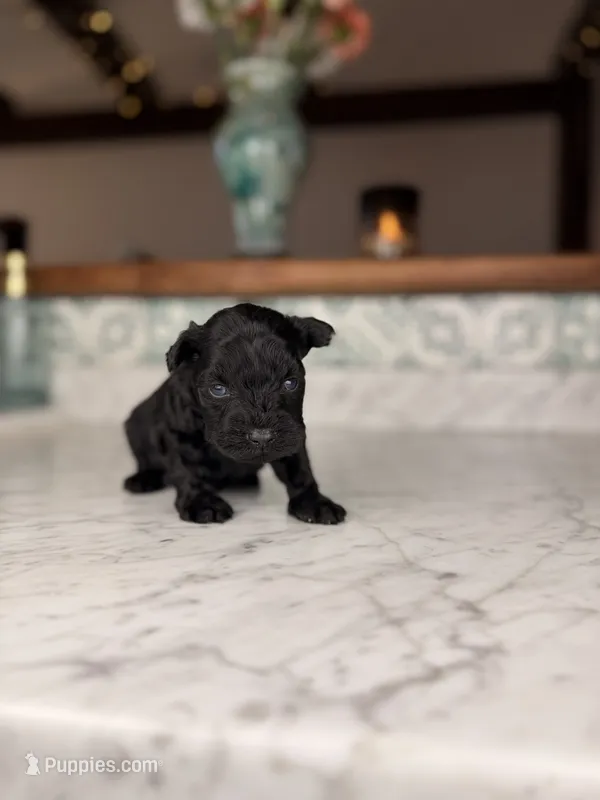 Cappuccino (Blue Eyes)