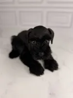 Boo, a female Miniature Schnauzer for sale in Gainesville, FL – 2 of 4