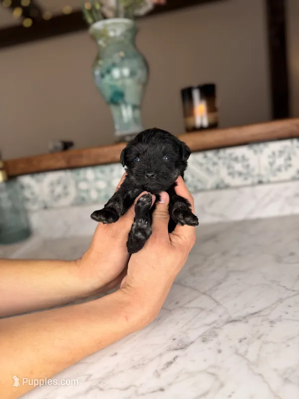 Americano (Blue Eyes)