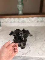 Mocha BLUE EYE, a female Miniature Schnauzer for sale in Gainesville, FL – Photo 4 of 8