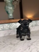 Mocha BLUE EYE, a female Miniature Schnauzer for sale in Gainesville, FL – Photo 2 of 8