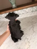 Mocha BLUE EYE, a female Miniature Schnauzer for sale in Gainesville, FL – Photo 8 of 8