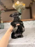 Mocha BLUE EYE, a female Miniature Schnauzer for sale in Gainesville, FL – Photo 7 of 8