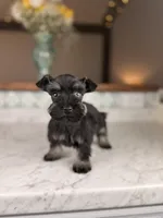 Mocha BLUE EYE, a female Miniature Schnauzer for sale in Gainesville, FL – Photo 3 of 8