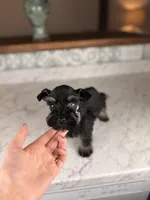 Mocha BLUE EYE, a female Miniature Schnauzer for sale in Gainesville, FL – Photo 5 of 8