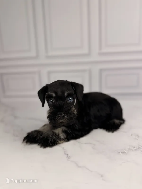 Bones BLUE EYE – Miniature Schnauzer puppy for sale in Gainesville, FL