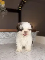 Strudel, a male Shih Tzu for sale in Gainesville, FL – Photo 4 of 8