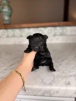 Espresso, a male Miniature Schnauzer for sale in Gainesville, FL – Photo 1 of 7