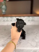 Espresso, a male Miniature Schnauzer for sale in Gainesville, FL – Photo 2 of 7