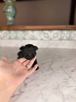 Espresso, a male Miniature Schnauzer for sale in Gainesville, FL – Photo 3 of 7