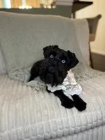 Espresso, a male Miniature Schnauzer for sale in Gainesville, FL – Photo 6 of 7