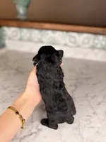 Espresso, a male Miniature Schnauzer for sale in Gainesville, FL – Photo 5 of 7