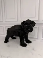 Bellatrix, a female Miniature Schnauzer for sale in Gainesville, FL – 3 of 4