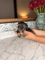 Milos, a male Miniature Schnauzer for sale in Gainesville, FL – Photo 2 of 4