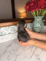 Milos, a male Miniature Schnauzer for sale in Gainesville, FL – Photo 3 of 4