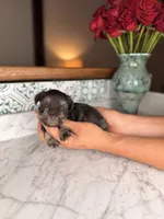 Milos, a male Miniature Schnauzer for sale in Gainesville, FL – Photo 4 of 4