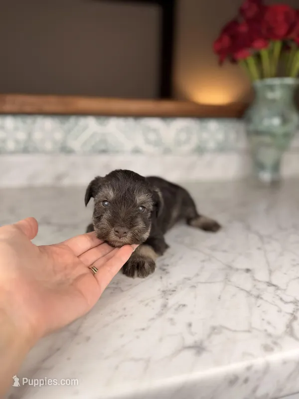 Milos – Miniature Schnauzer puppy for sale in Gainesville, FL