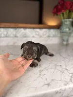 Milos, a male Miniature Schnauzer for sale in Gainesville, FL – Photo 1 of 4