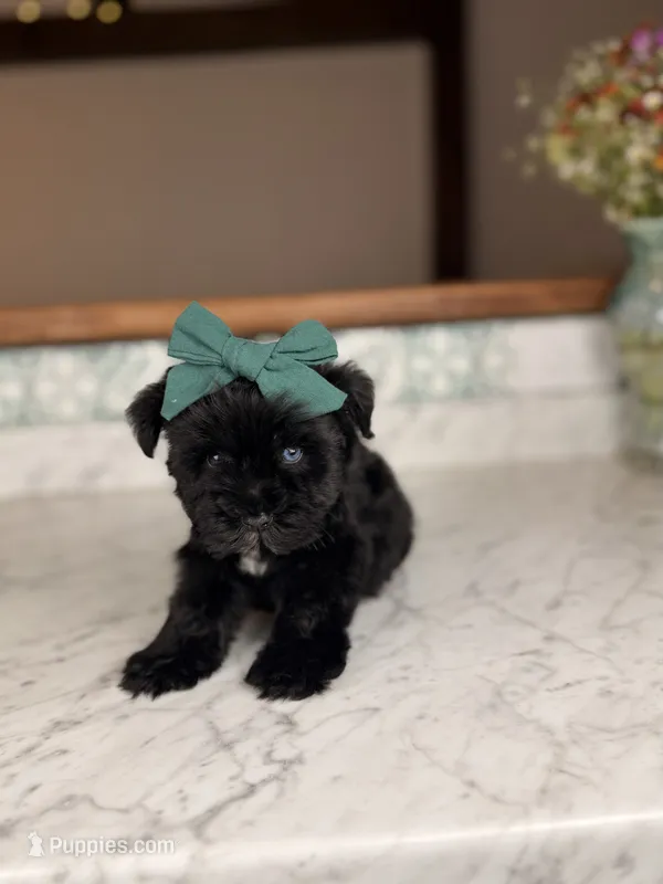 Capri BLUE EYE – Miniature Schnauzer puppy for sale in Gainesville, FL