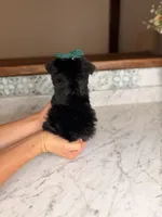 Capri BLUE EYE, a female Miniature Schnauzer for sale in Gainesville, FL – 4 of 4