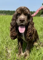 Hunk FREE BLUE EYED MERLE, a male Cocker Spaniel for sale in Gainesville, FL – Photo 2 of 2