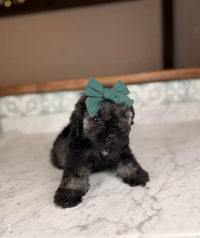 Isla – Miniature Schnauzer puppy for sale in Gainesville, FL