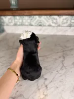 Latte BLUE EYES, a female Miniature Schnauzer for sale in Gainesville, FL – Photo 4 of 6