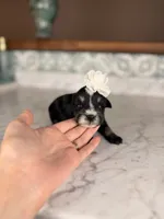 Latte BLUE EYES, a female Miniature Schnauzer for sale in Gainesville, FL – Photo 3 of 6