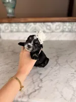 Latte BLUE EYES, a female Miniature Schnauzer for sale in Gainesville, FL – Photo 2 of 6