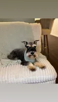 Latte BLUE EYES, a female Miniature Schnauzer for sale in Gainesville, FL – Photo 6 of 6