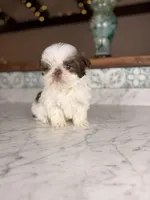 Donut, a male Shih Tzu for sale in Gainesville, FL – Photo 2 of 5