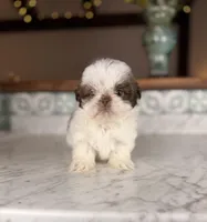 Donut, a male Shih Tzu for sale in Gainesville, FL – Photo 1 of 5