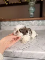 Donut, a male Shih Tzu for sale in Gainesville, FL – Photo 5 of 5