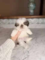 Donut, a male Shih Tzu for sale in Gainesville, FL – Photo 4 of 5