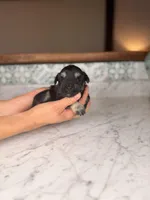 Treasure, a female Miniature Schnauzer for sale in Gainesville, FL – Photo 3 of 4