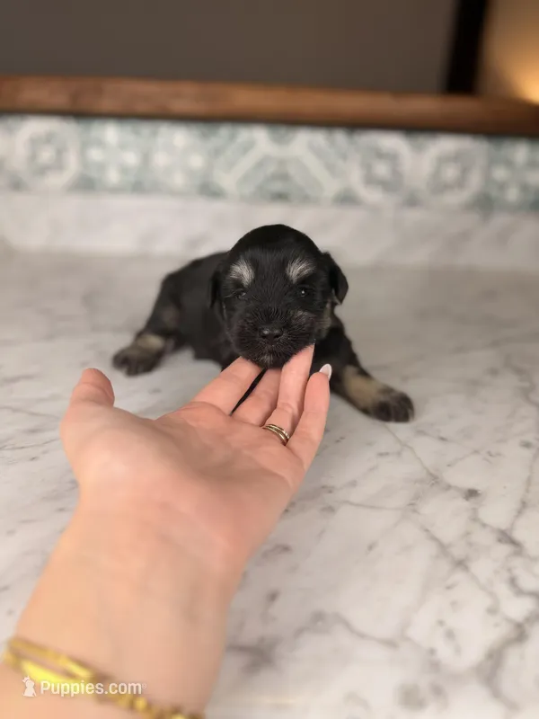 Treasure, a female Miniature Schnauzer for sale in Gainesville, FL – Photo 1 of 4