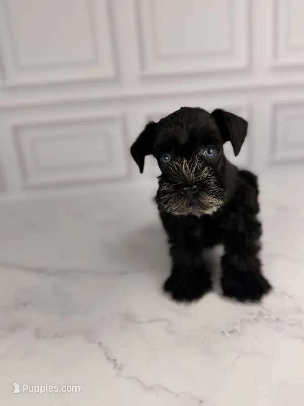 Binx BLUE EYES TINY  – Miniature Schnauzer puppy for sale in Gainesville, FL