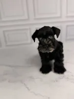 Binx BLUE EYES TINY , a male Miniature Schnauzer for sale in Gainesville, FL – 1 of 7