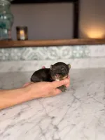 Rollo, a male Yorkshire Terrier for sale in Gainesville, FL – Photo 2 of 8