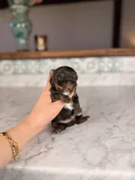 Rollo, a male Yorkshire Terrier for sale in Gainesville, FL – Photo 3 of 8