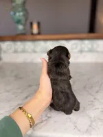 Rollo, a male Yorkshire Terrier for sale in Gainesville, FL – Photo 8 of 8