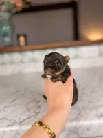 Rollo, a male Yorkshire Terrier for sale in Gainesville, FL – Photo 7 of 8