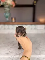 Rollo, a male Yorkshire Terrier for sale in Gainesville, FL – Photo 1 of 8