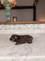 Rollo, a male Yorkshire Terrier for sale in Gainesville, FL – Photo 4 of 8