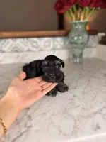 Chardonnay, a female Miniature Schnauzer for sale in Gainesville, FL – Photo 3 of 3